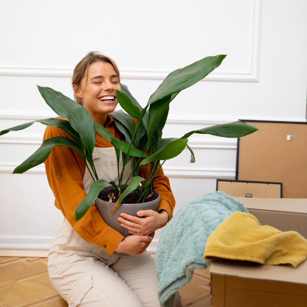 Guía para Cuidar tu Planta: Consejos y Pasos a Seguir Después de Comprarla