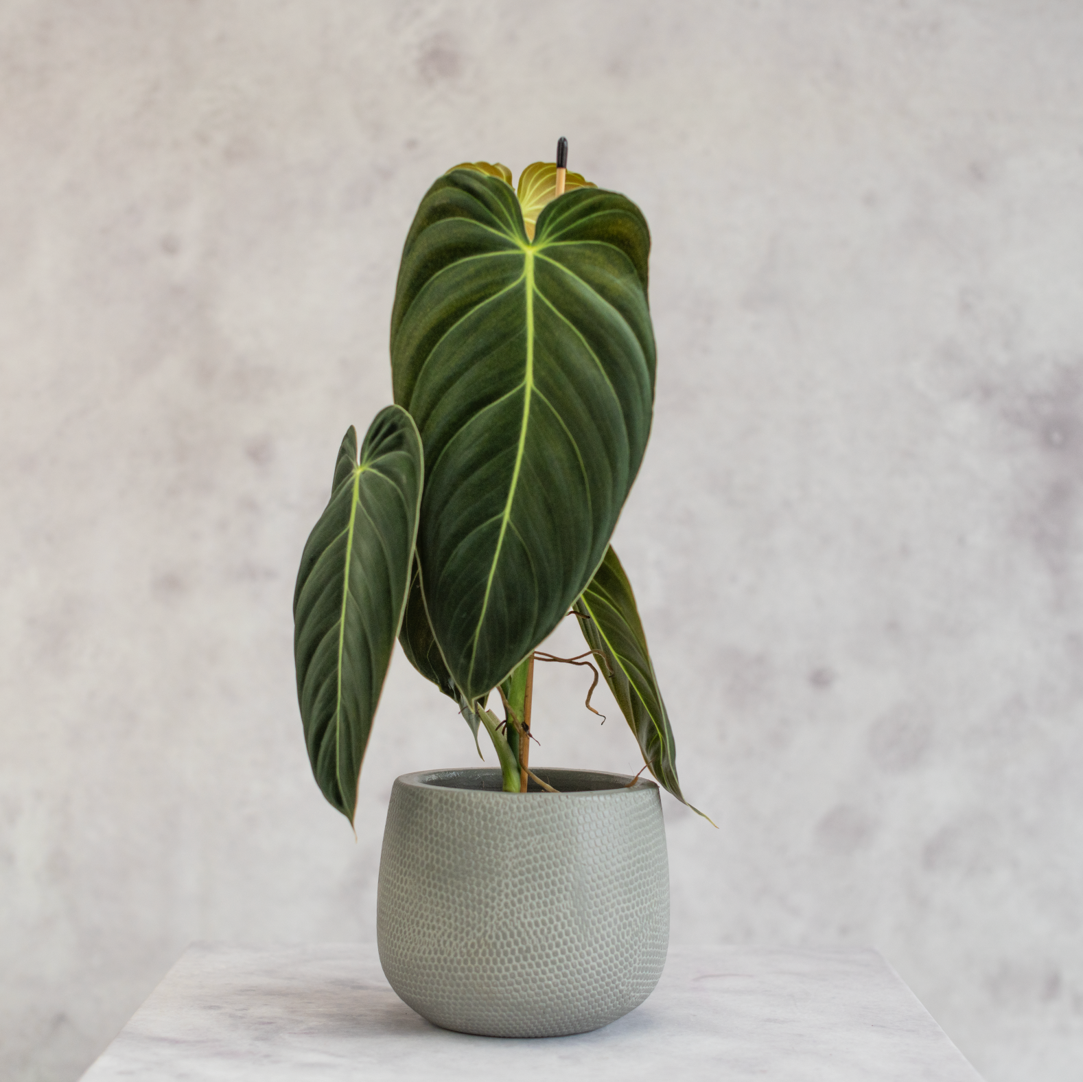 philodendron melanochrysum precio Philodendron Melanochrysum