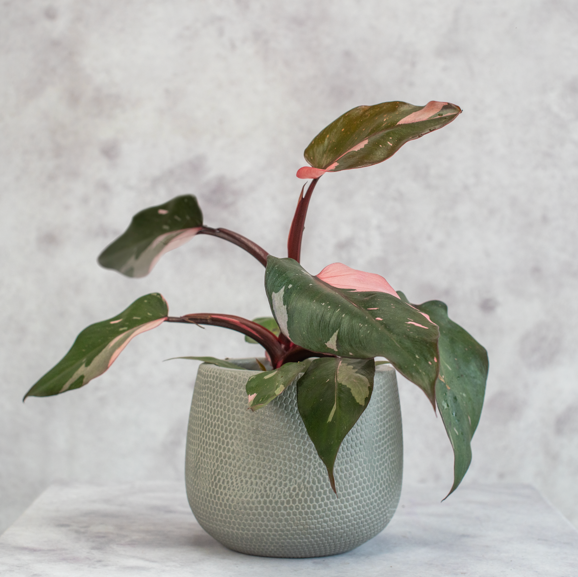 craigslist philodendron Philodendron Pink Princess M