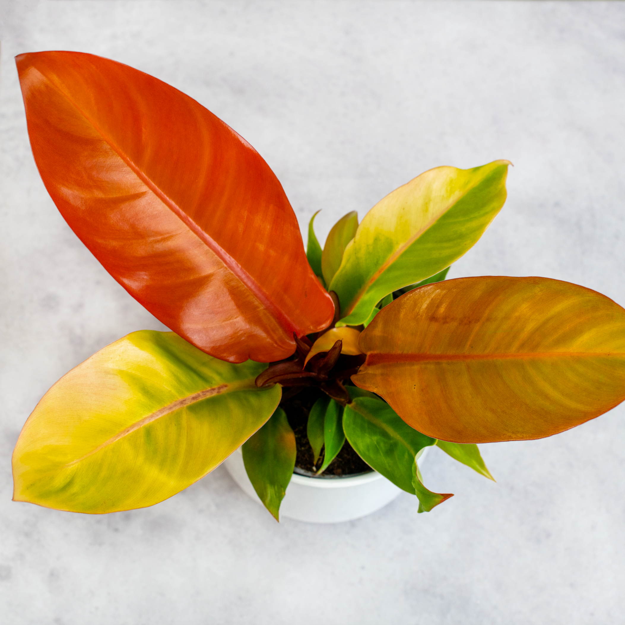 philodendron naranja Philodendron Prince of Orange