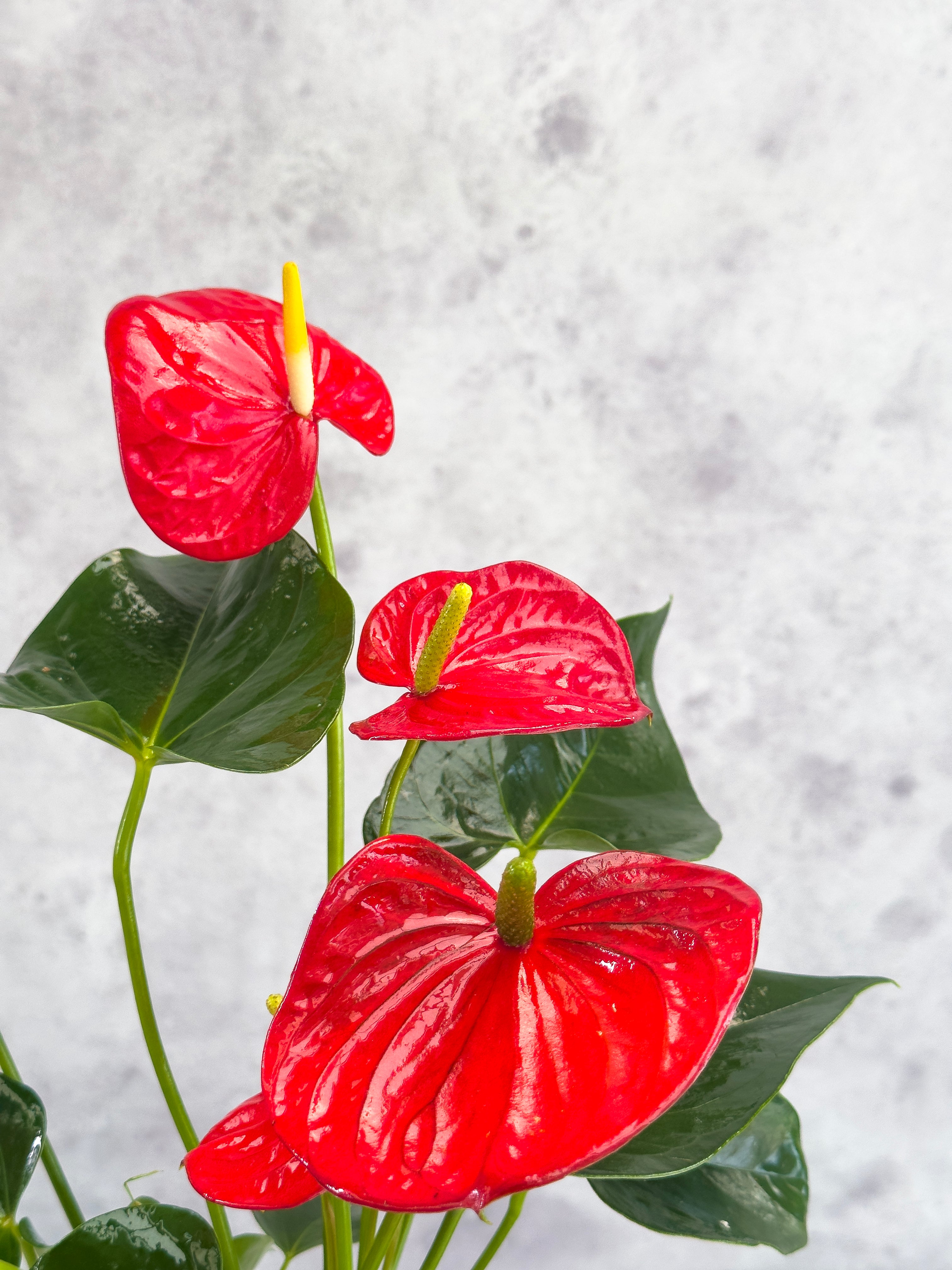 anthurium minnesota Anthurium Minnesota XXL