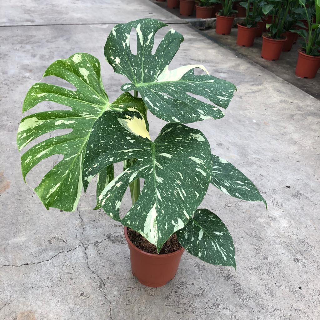 monstera constelación Monstera 'Thai Constellation' XL