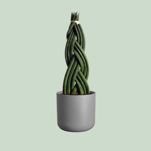 sansevieria trenzada Sanseviera Trenzada
