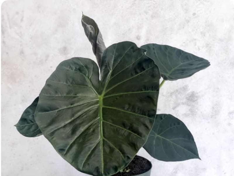 Plantas de interior